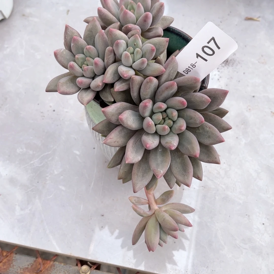 18107红蜻蜓同温层花卉