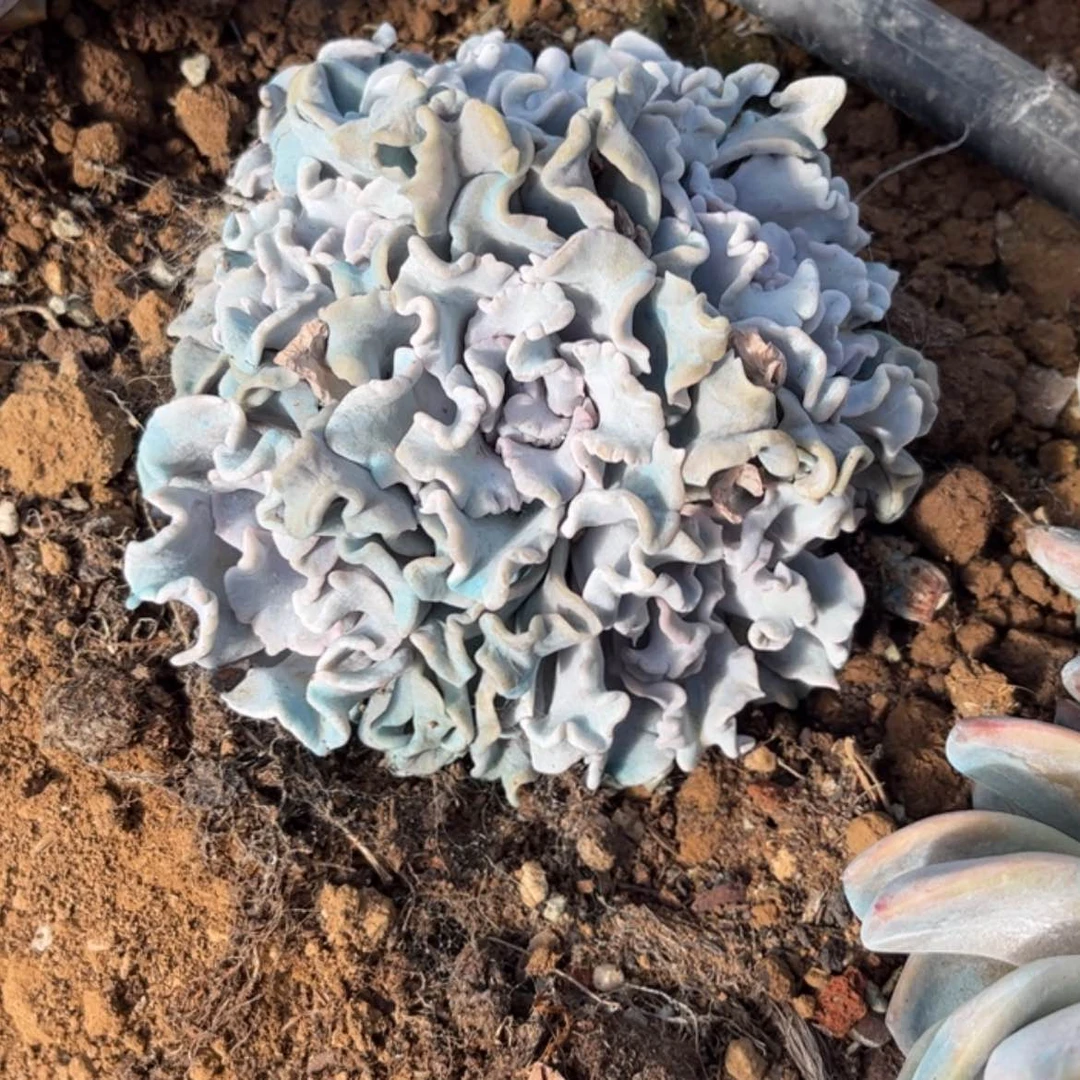 【闪购商品】豆****6白饺子皮