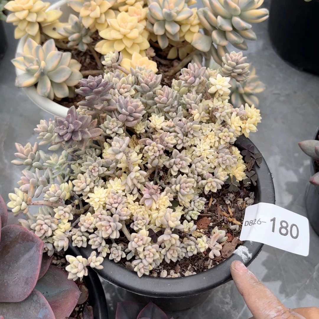 。****。同温层多肉姬秋丽锦180