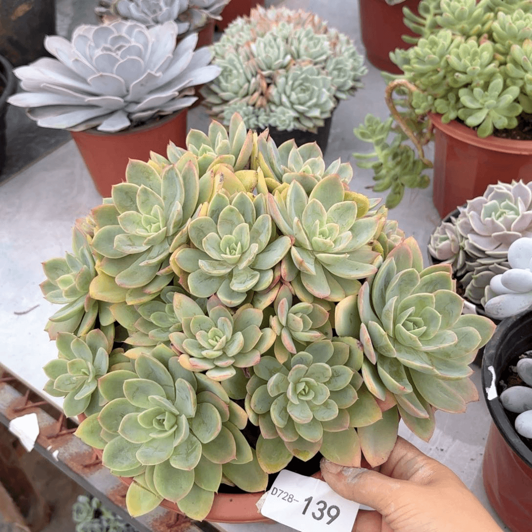 同温层多肉丝绸139