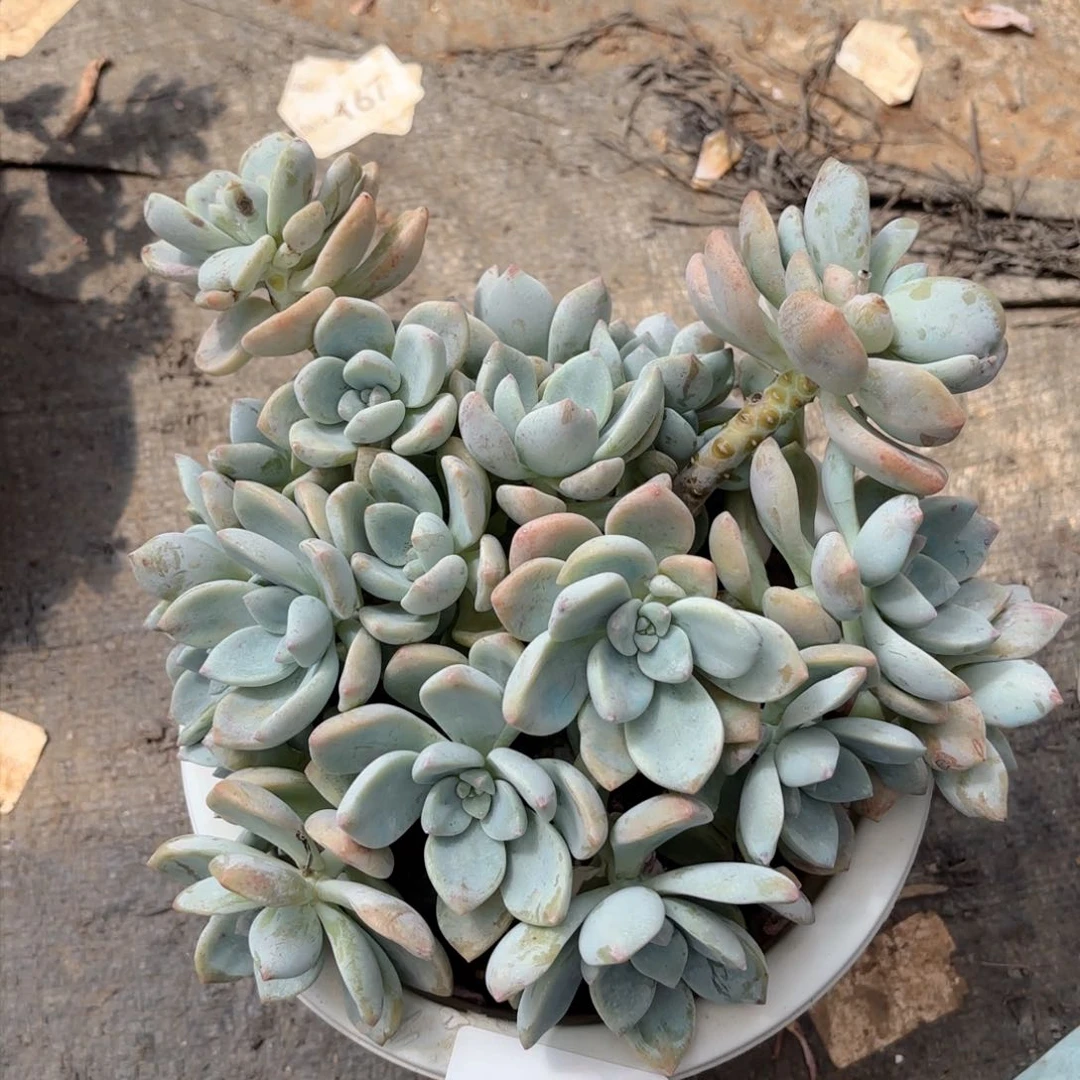 16206露凝香同温层花卉