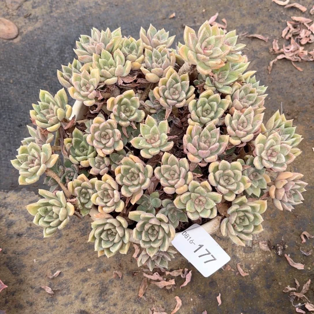 16177璀璨同温层花卉