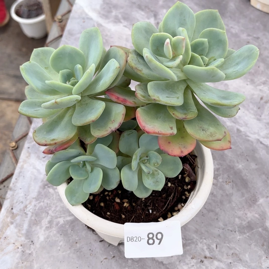 2089白月光同温层花卉