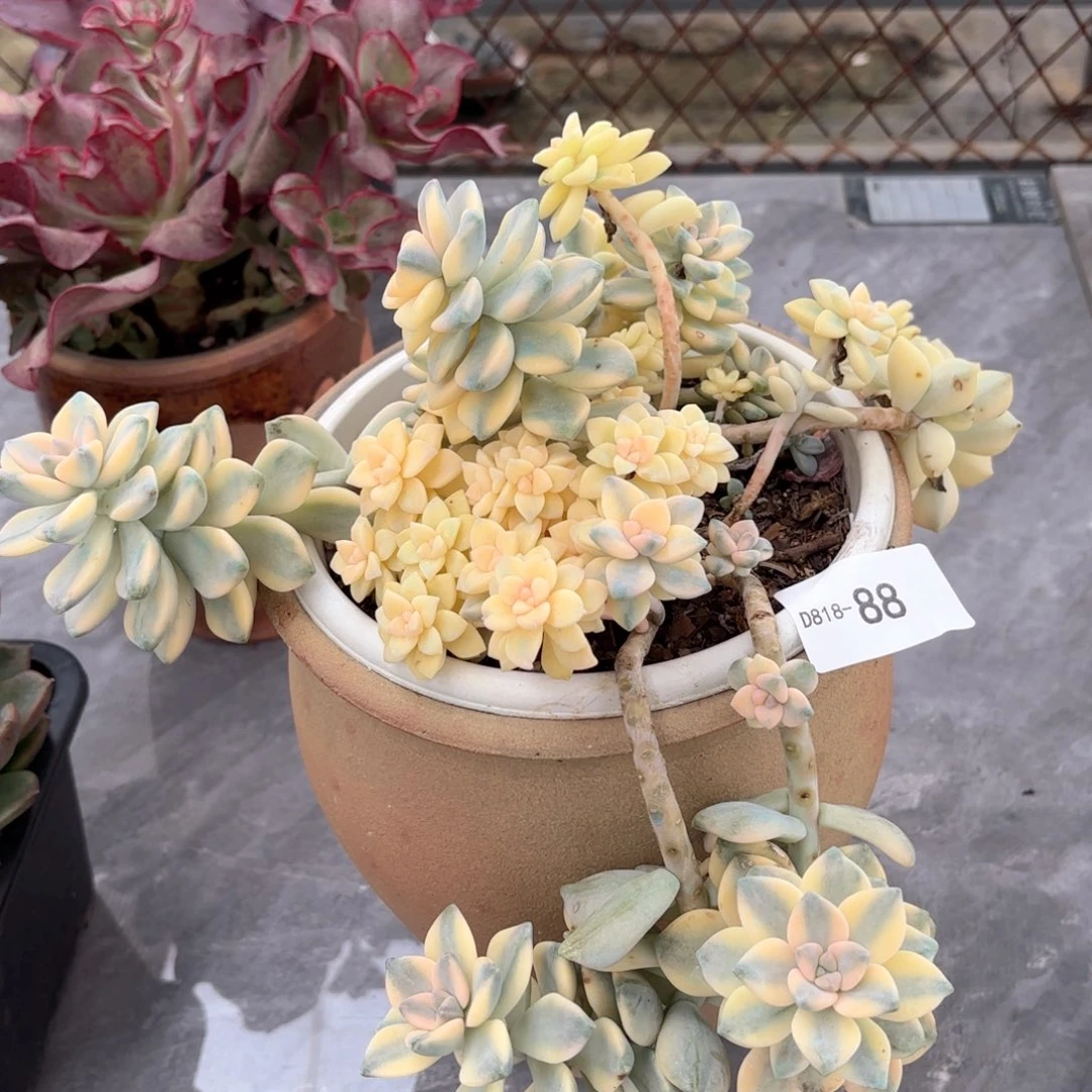 1888美杏锦泡沫颗粒发同温层花卉
