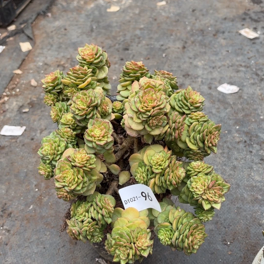 96蜡牡丹满18元包邮