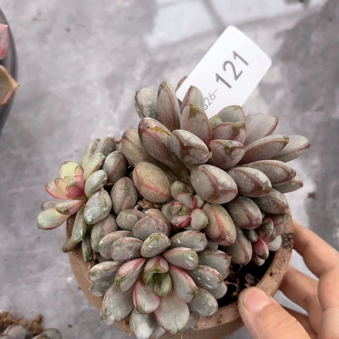 同温层多肉葡萄121