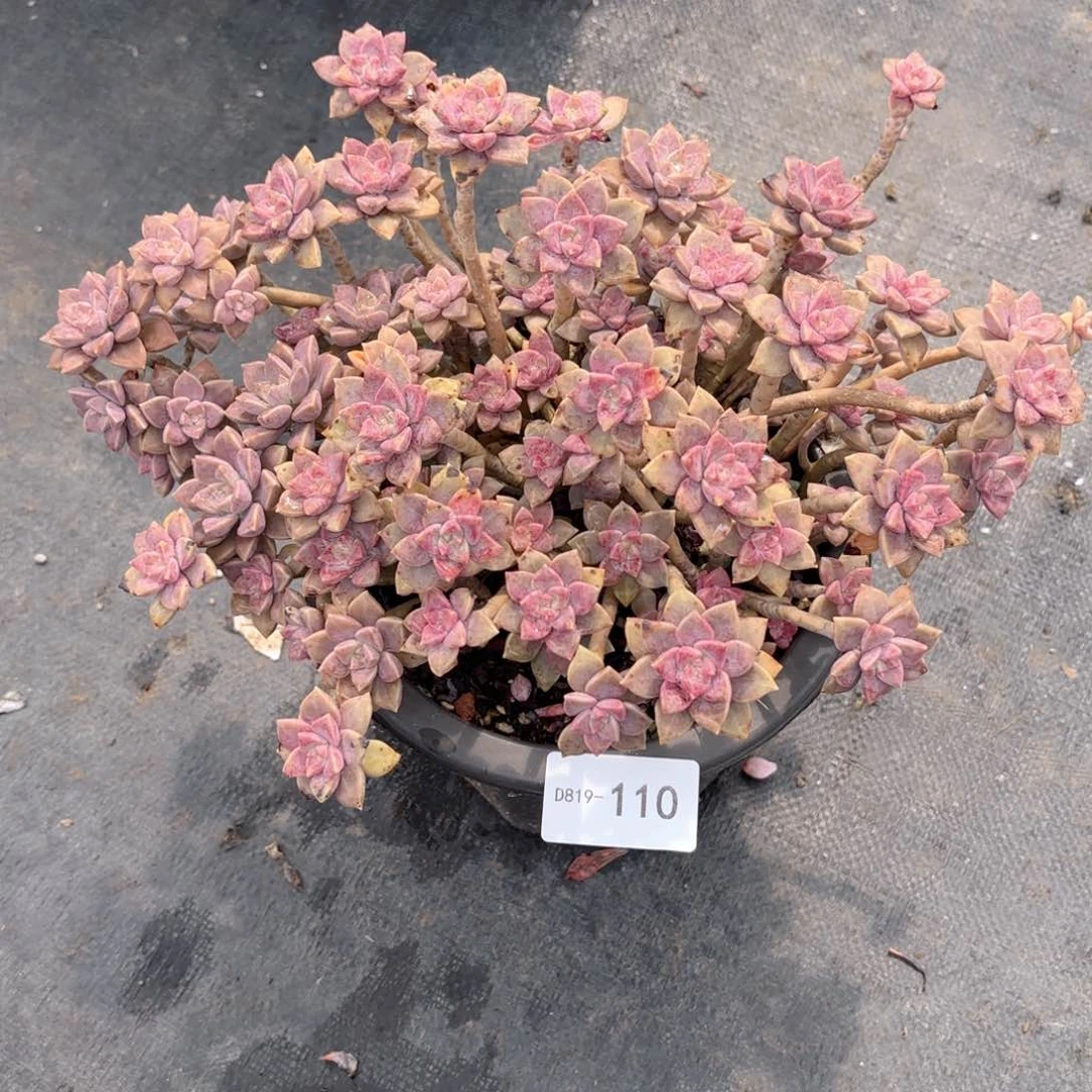 恩****馆19110阿伦陪泡沫颗粒发