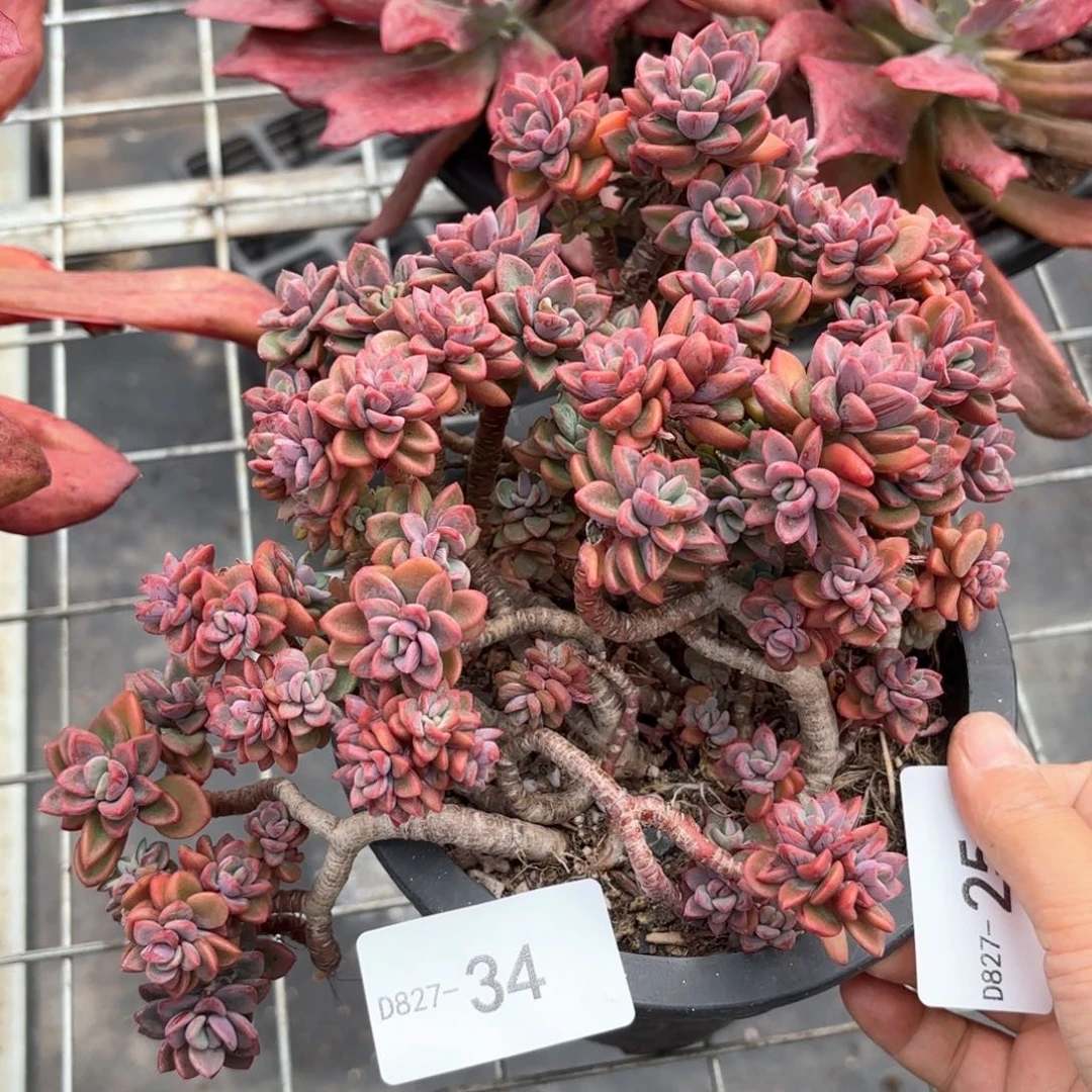 同温层多肉紫心34