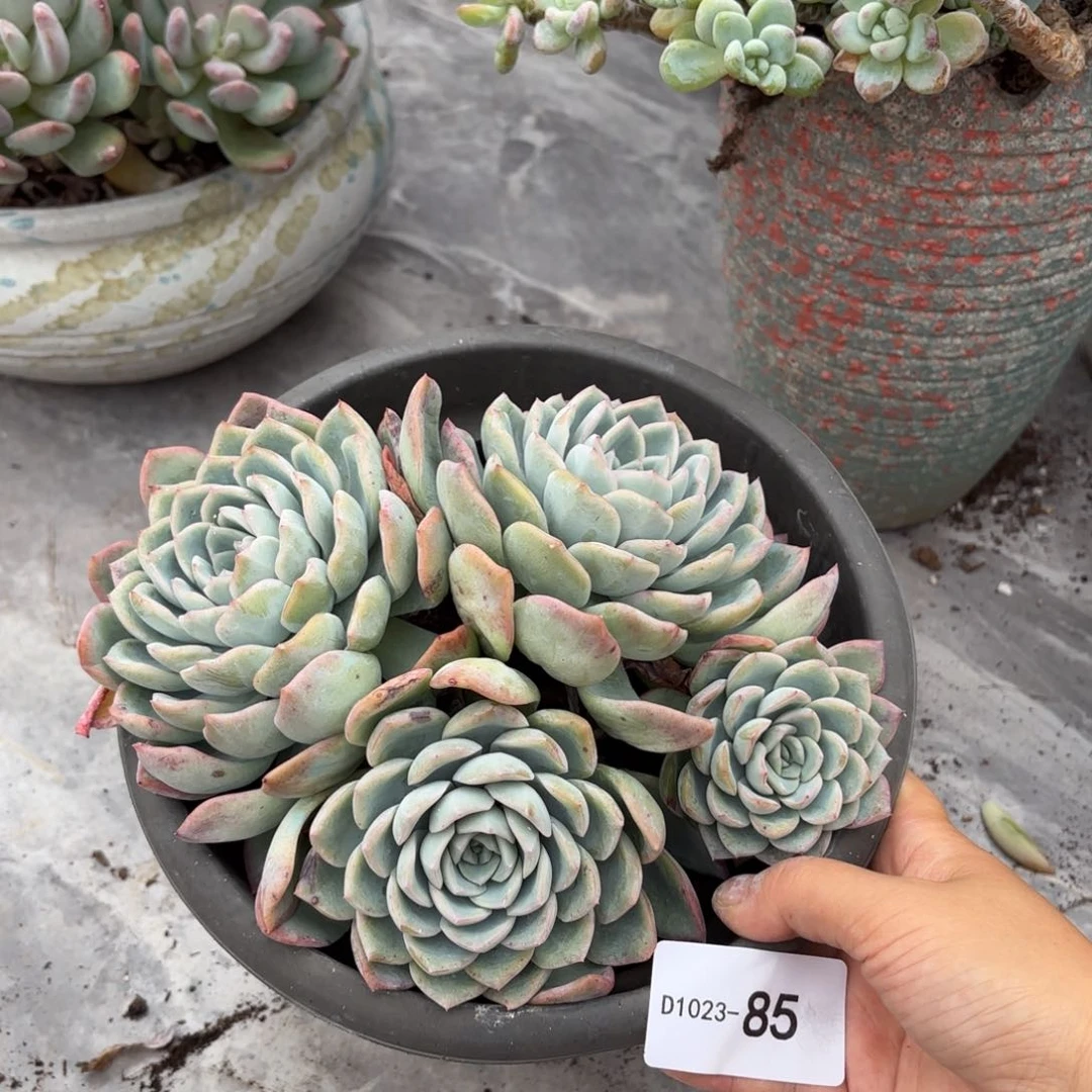 同温层多肉莎莎85