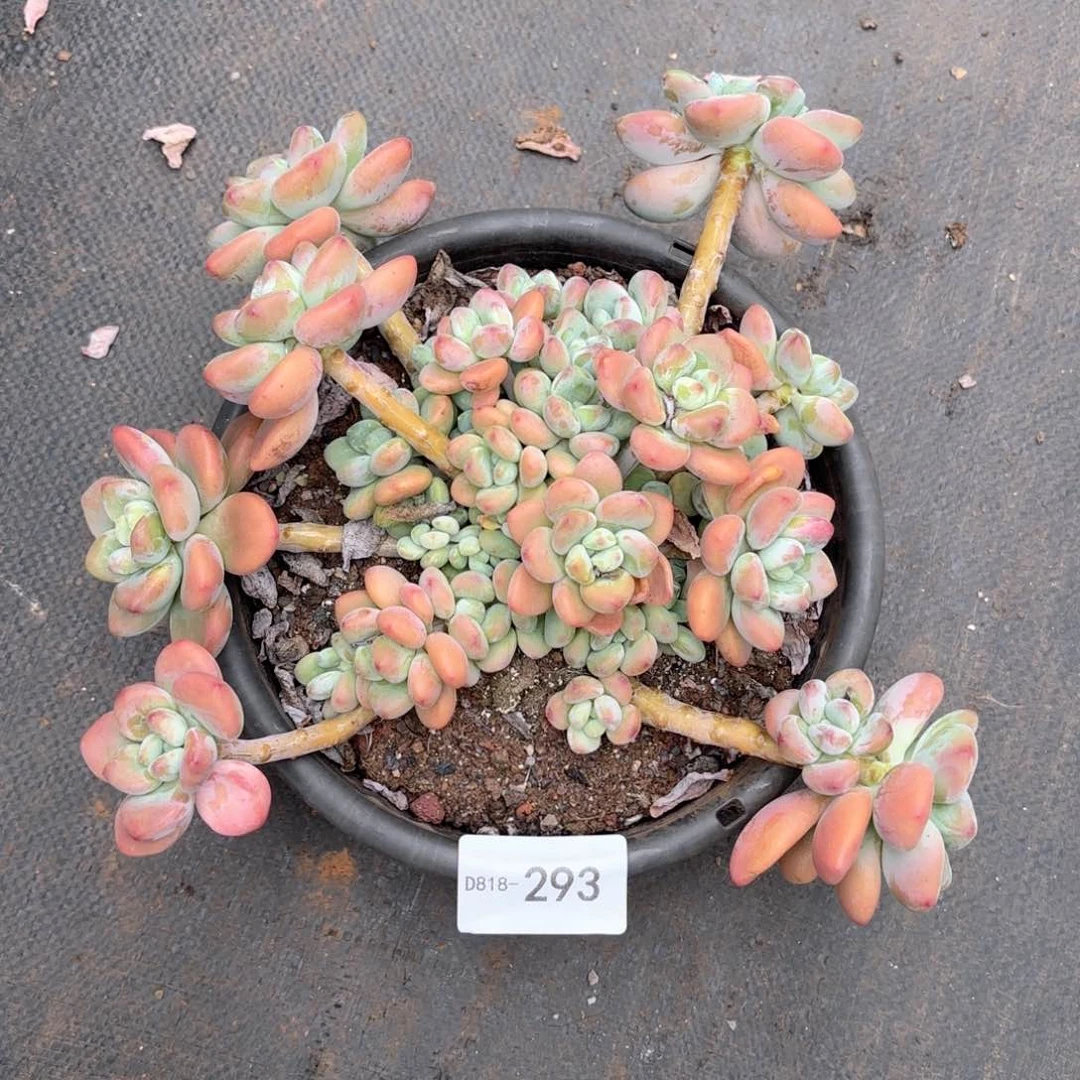 18293红洛神同温层花卉