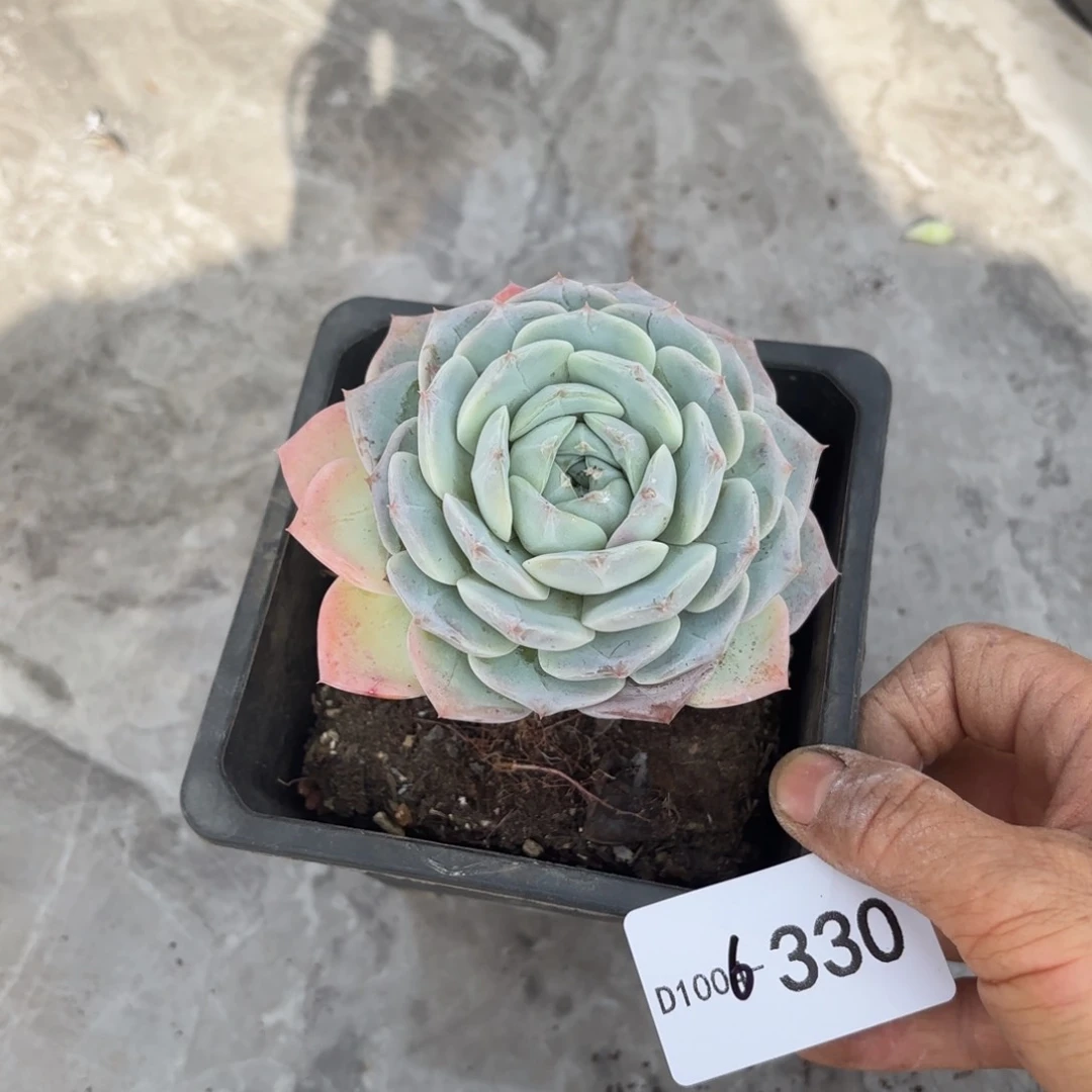 330白雪女王同温层花卉