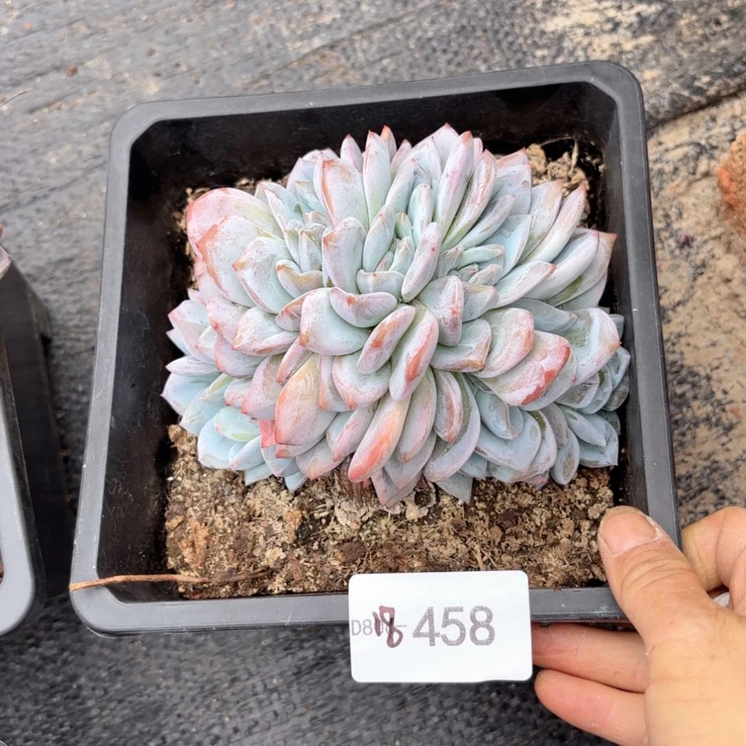 18458橙梦露朵朵同温层花卉