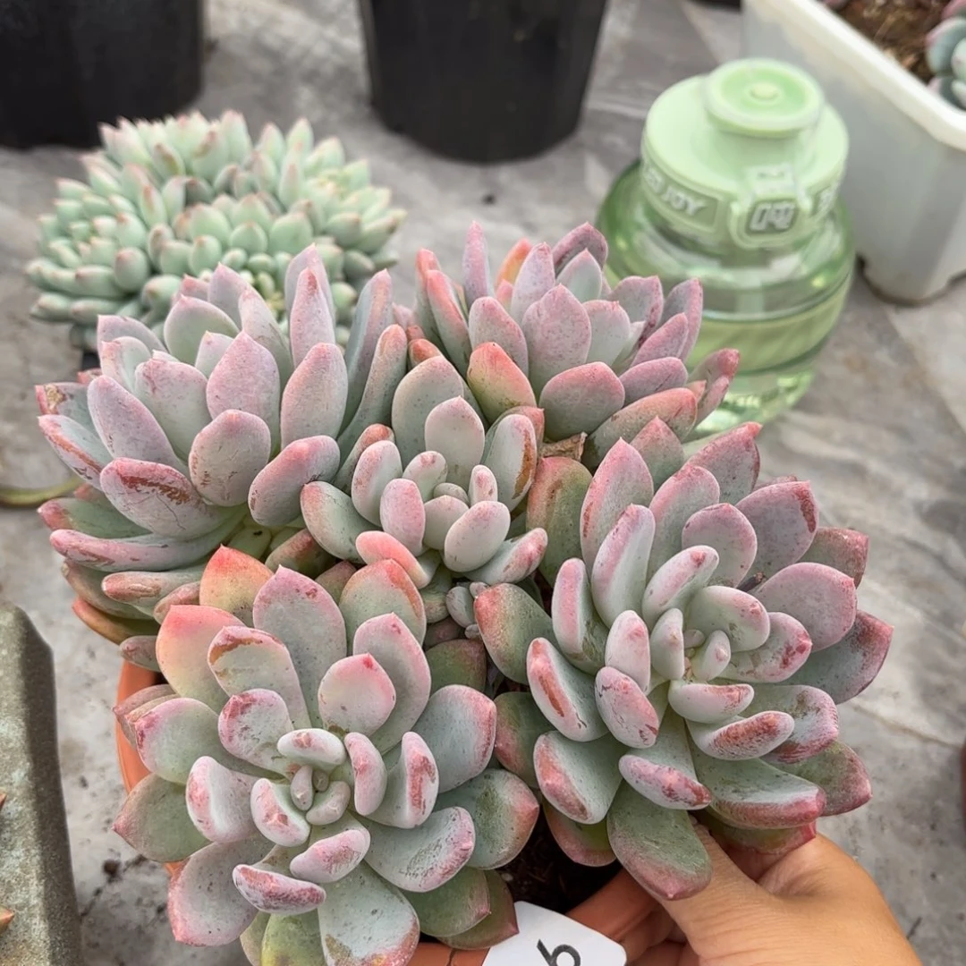 同温层多肉灰姑娘266