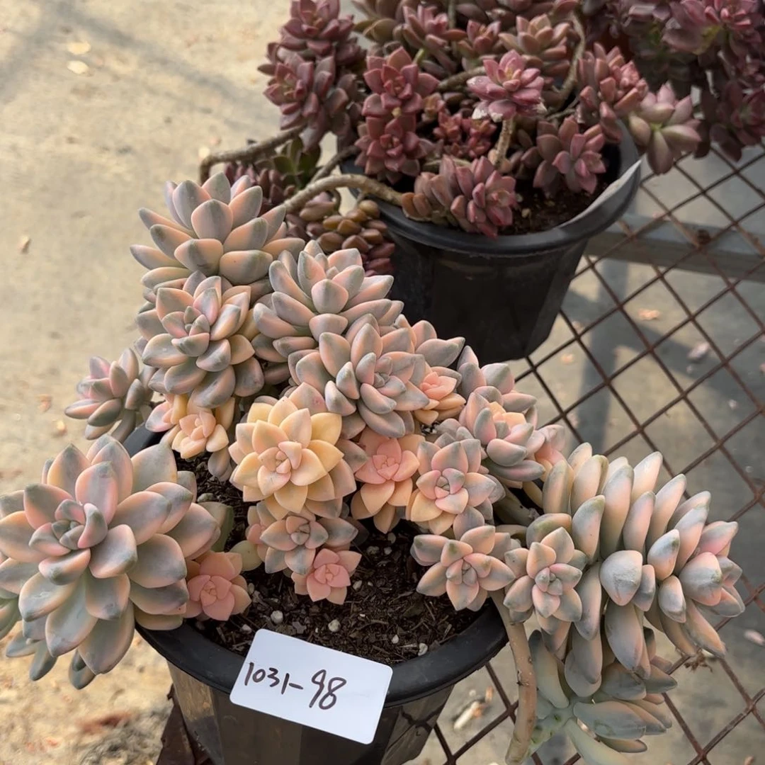 同温层多肉美杏景98泡沫发