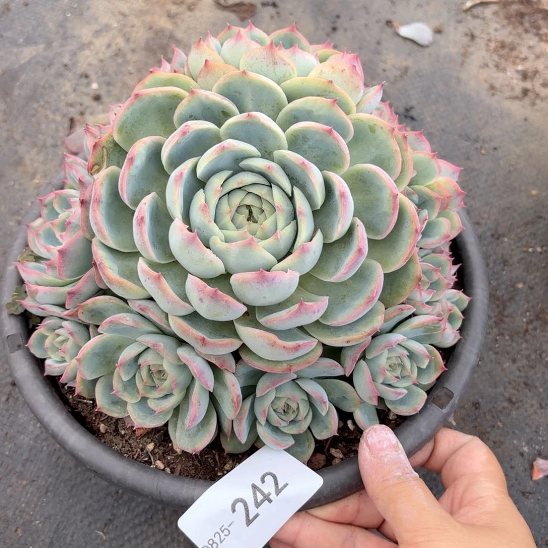 同温层多肉侧影242