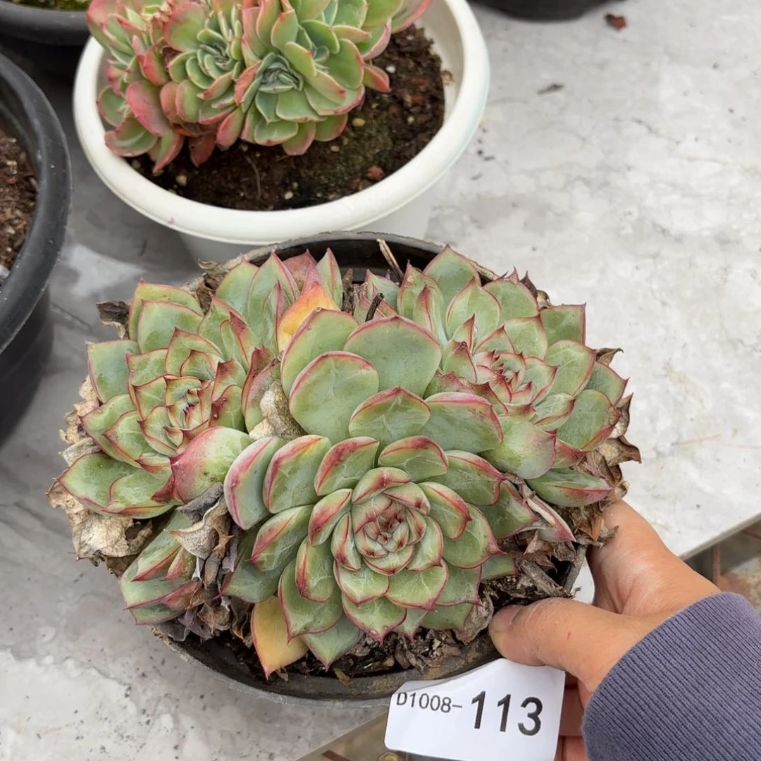 同温层多肉蜜桃猎户座113