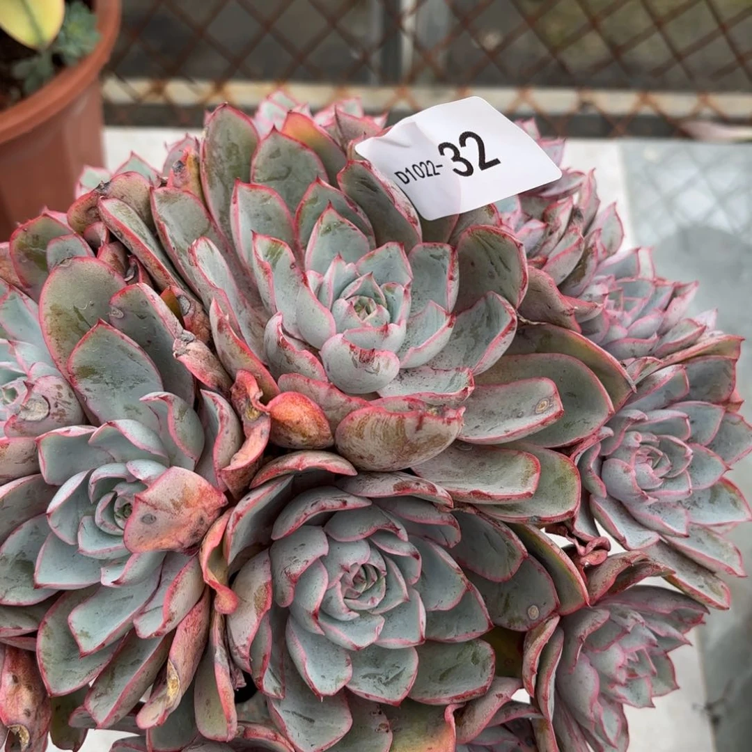 同温层多肉32赫拉