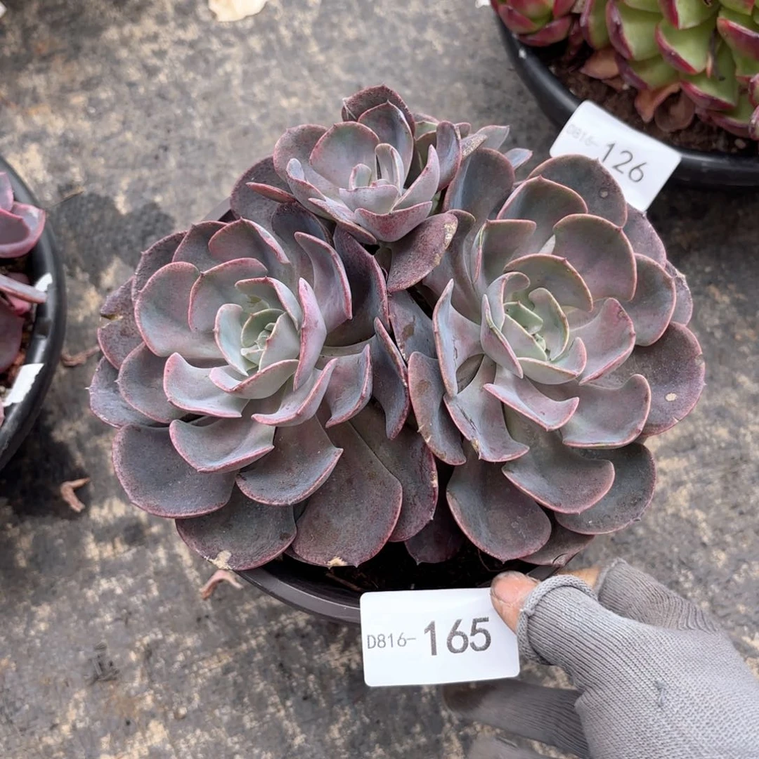 16165尘埃玫瑰同温层花卉