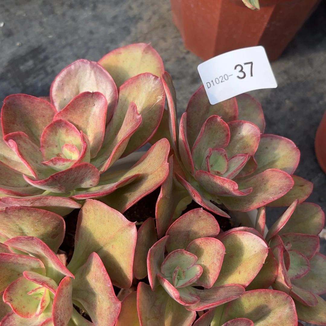 同温层多肉37初吻