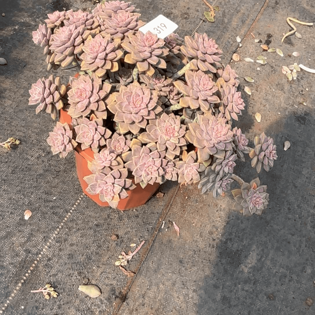 同温层多肉额轮陪319