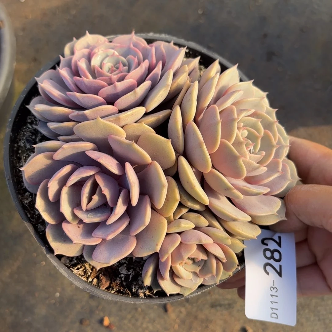 同温层多肉粉蝶282