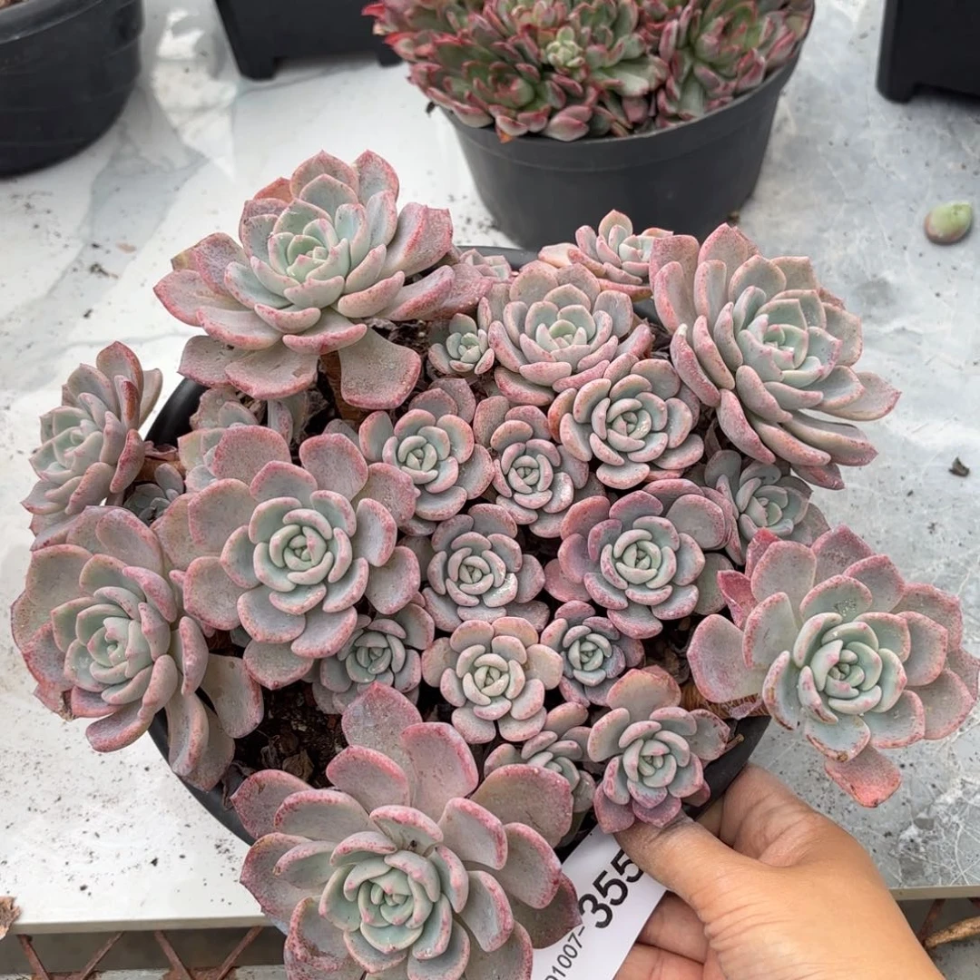 同温层多肉千山雪355