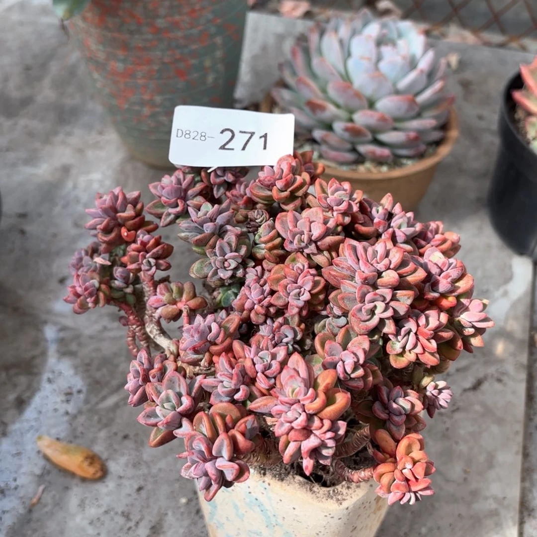 同温层多肉紫心271