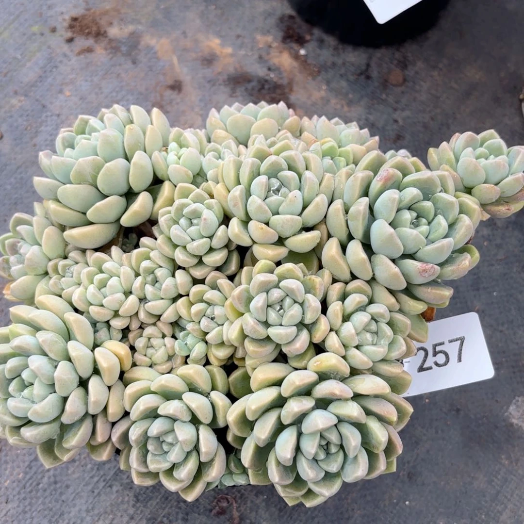 同温层多肉鹅卵石257