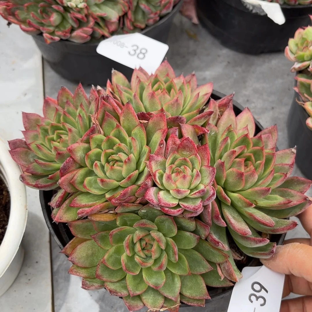 同温层多肉绿龙39