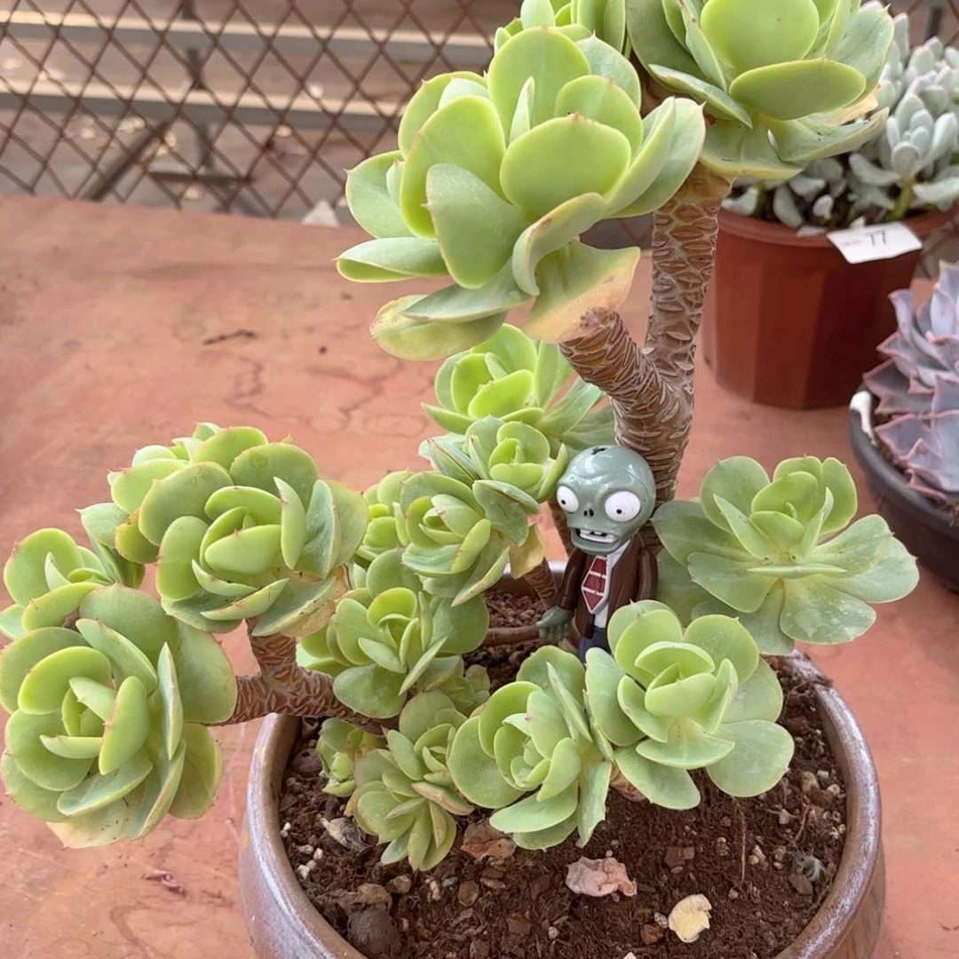 20222碧桃同温层花卉