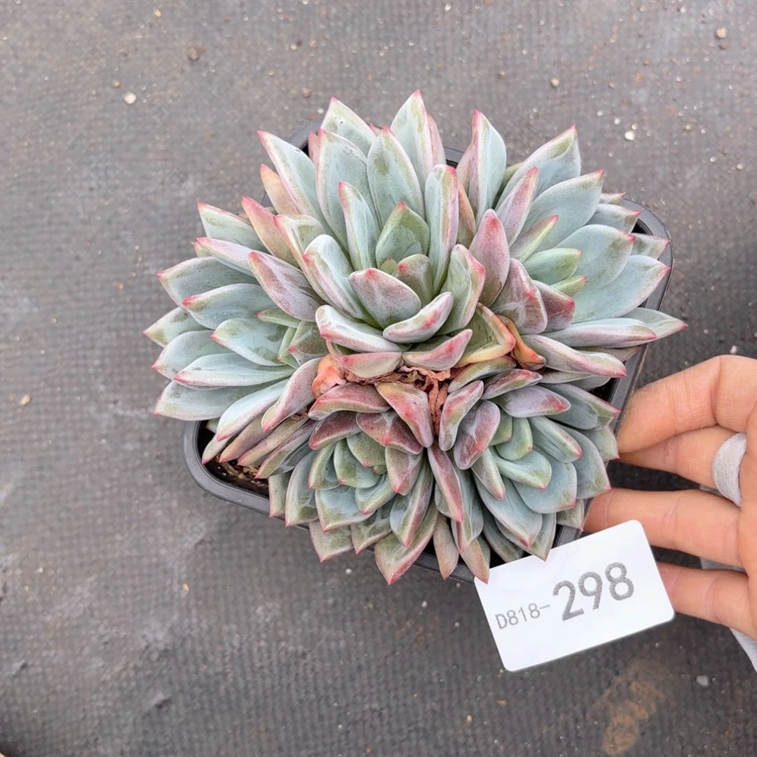 18298香槟同温层花卉