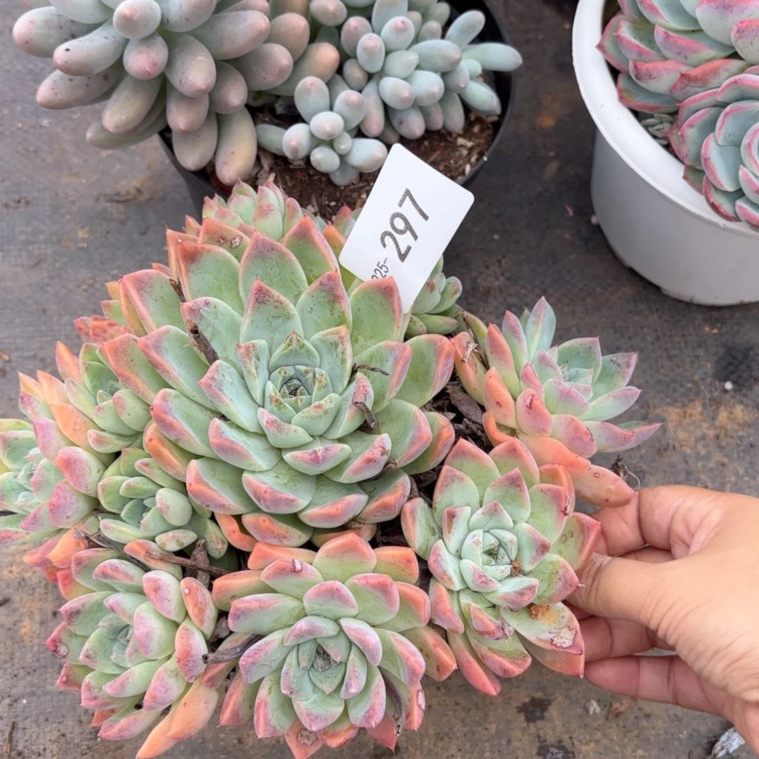 同温层多肉阿尔巴佳人297