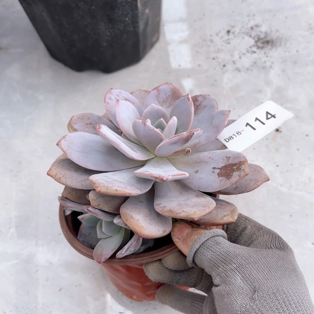 18114红茶同温层花卉