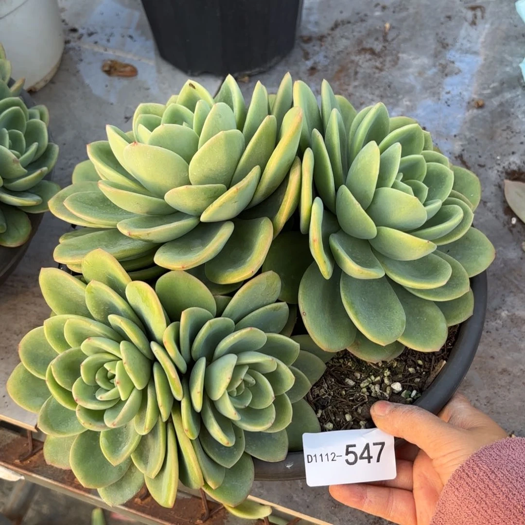 同温层多肉不知名547