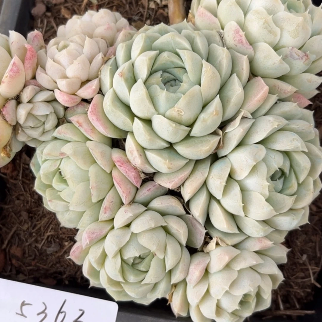 【闪购商品】橙***3白月影