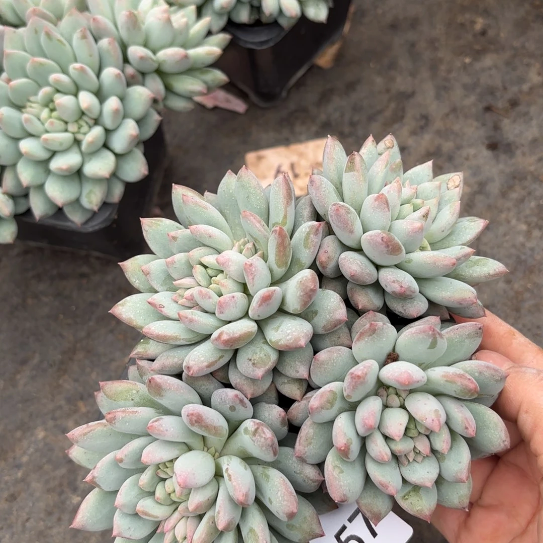 同温层多肉明珠美人157量拍四头起