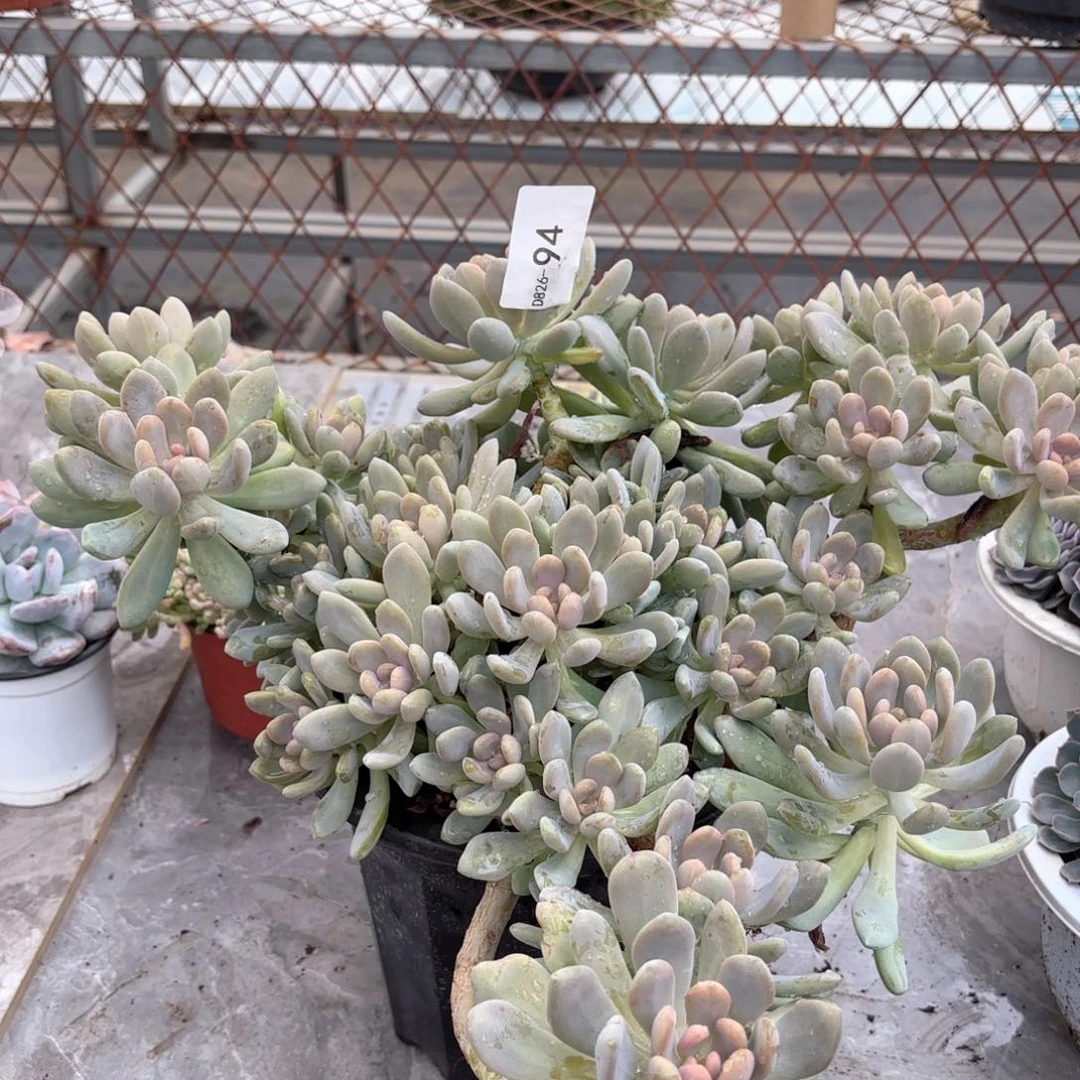 同温层多肉美人手指94