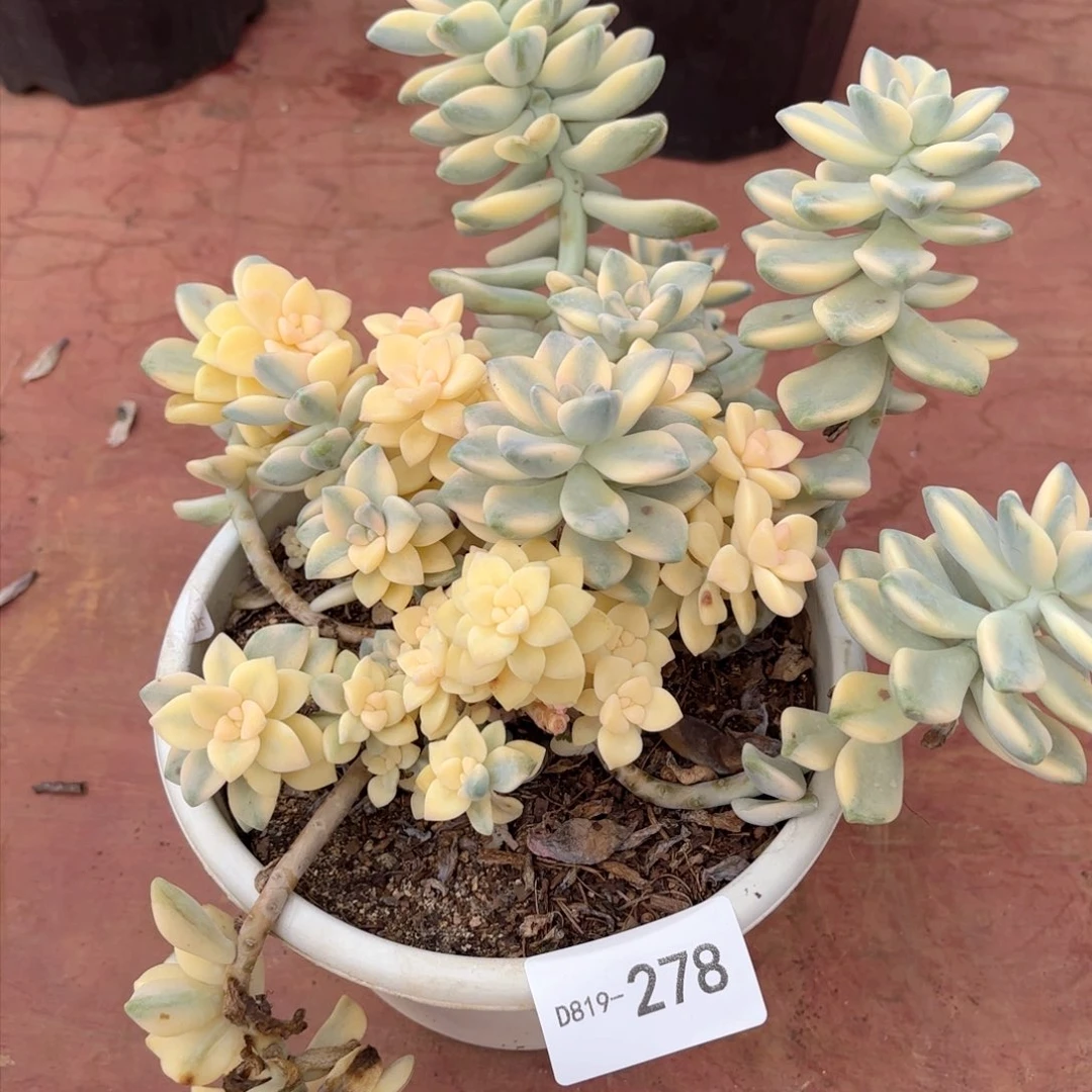 19278美杏锦泡沫颗粒发