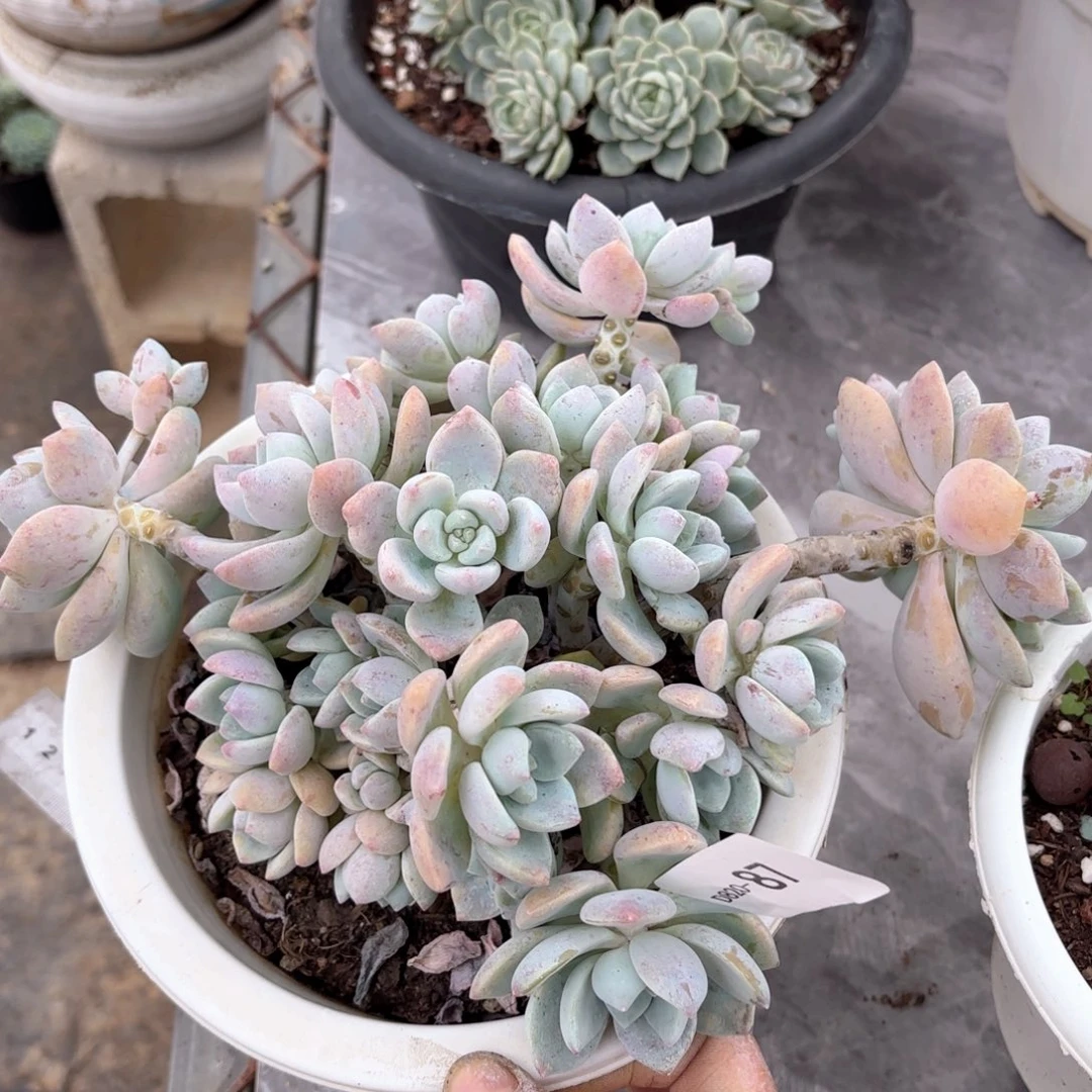 2087露凝香同温层花卉