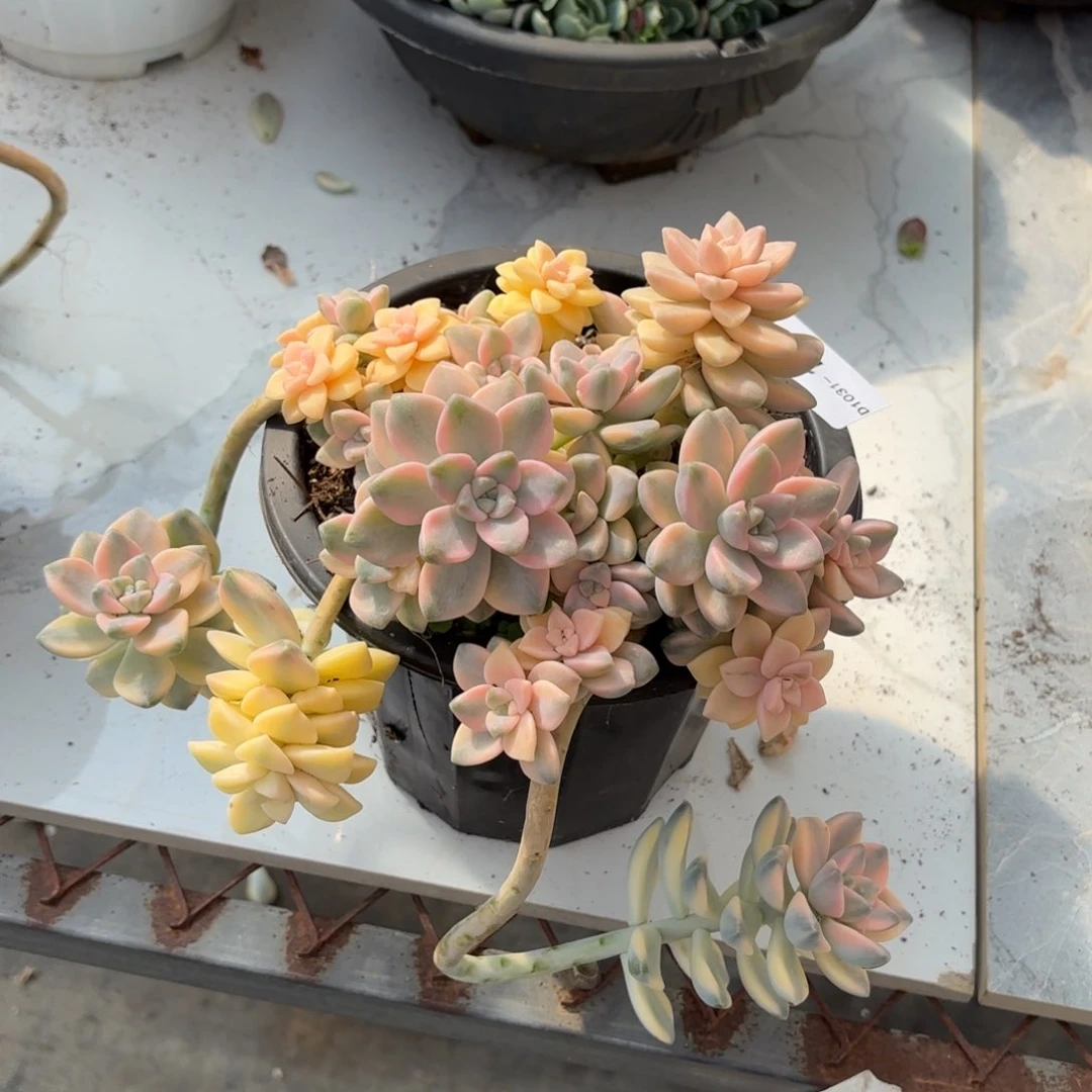 同温层多肉美杏景126泡沫发