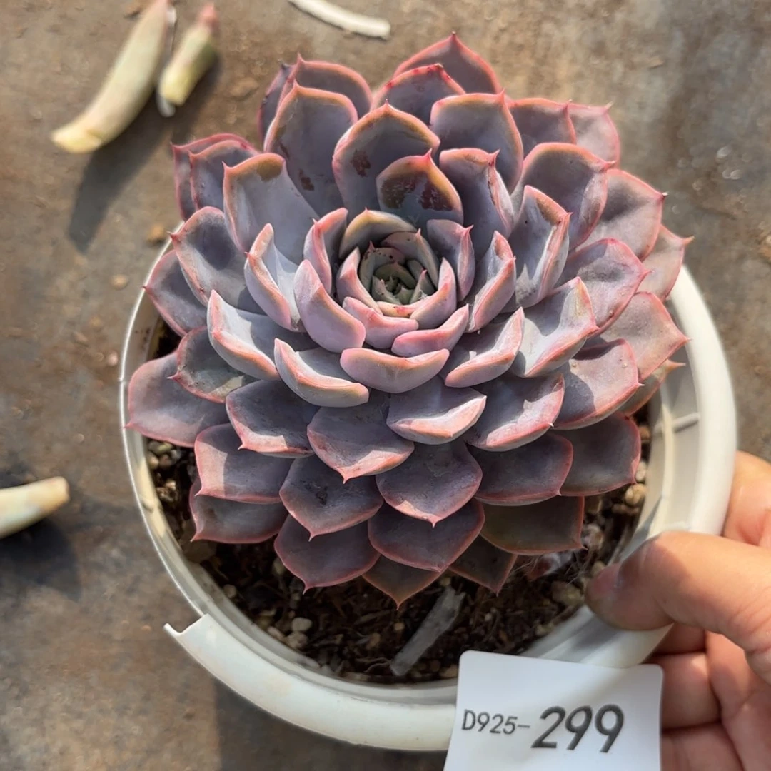 同温层多肉菲欧娜299