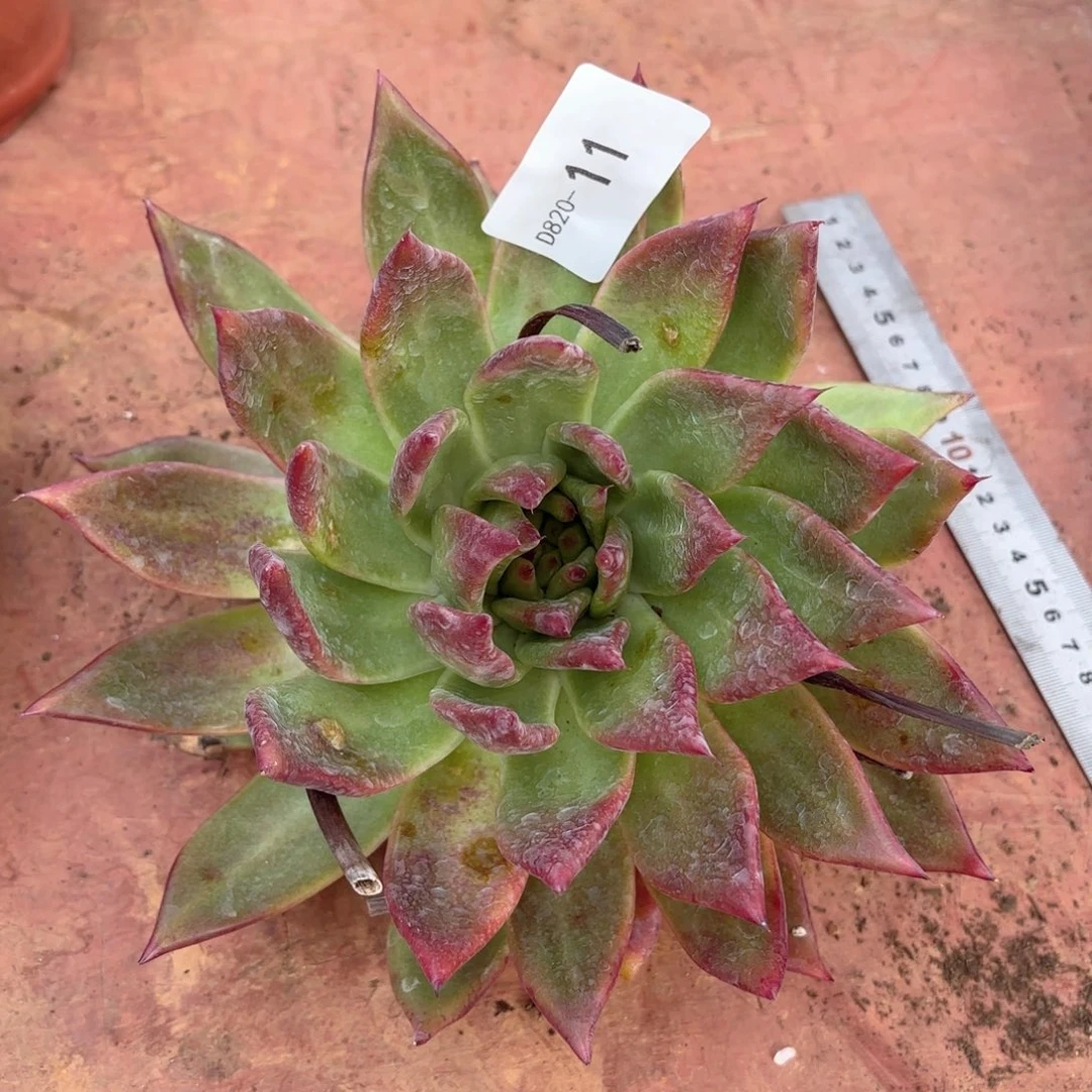 2011弗兰克同温层花卉