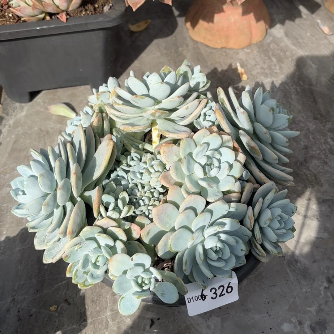 6****@326冷香同温层花卉