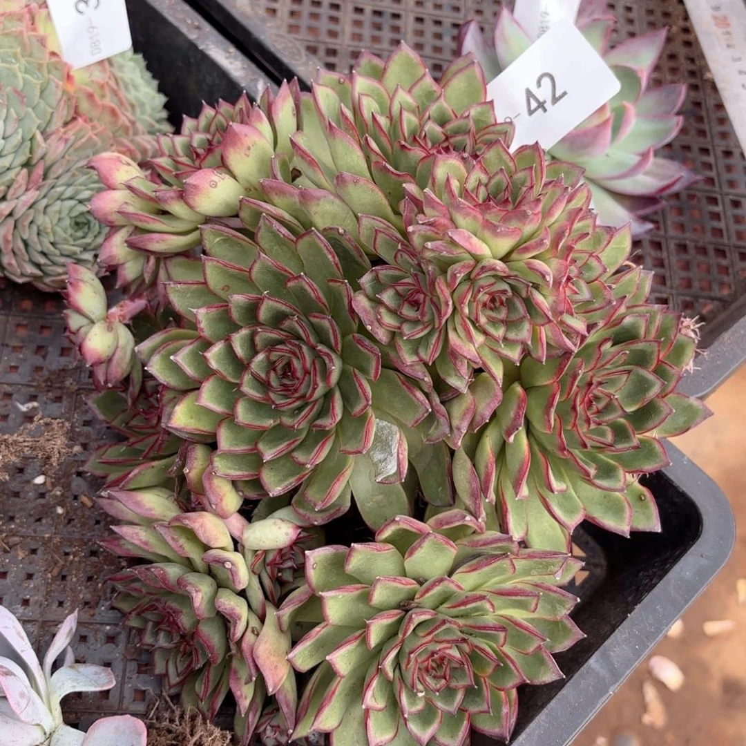 1942萤火虫同温层花卉