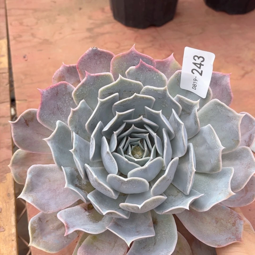 19243沙漠骆驼同温层花卉
