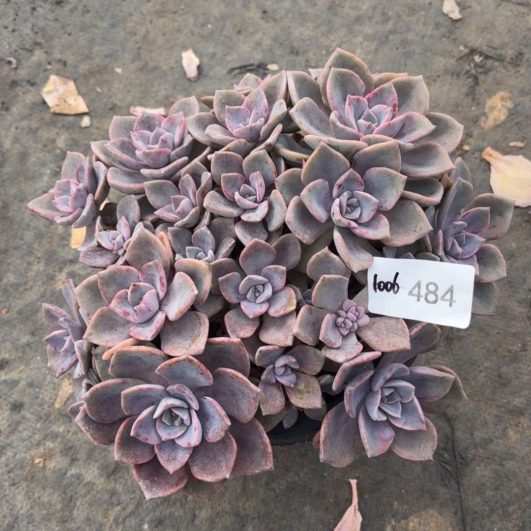 484彩虹糖同温层花卉