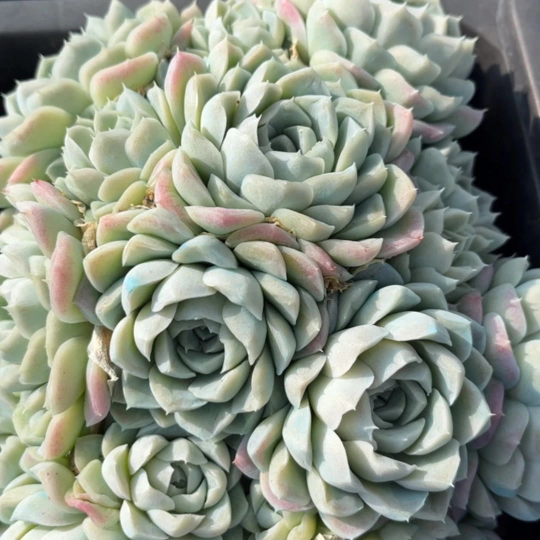 【闪购商品】*‍****白月影