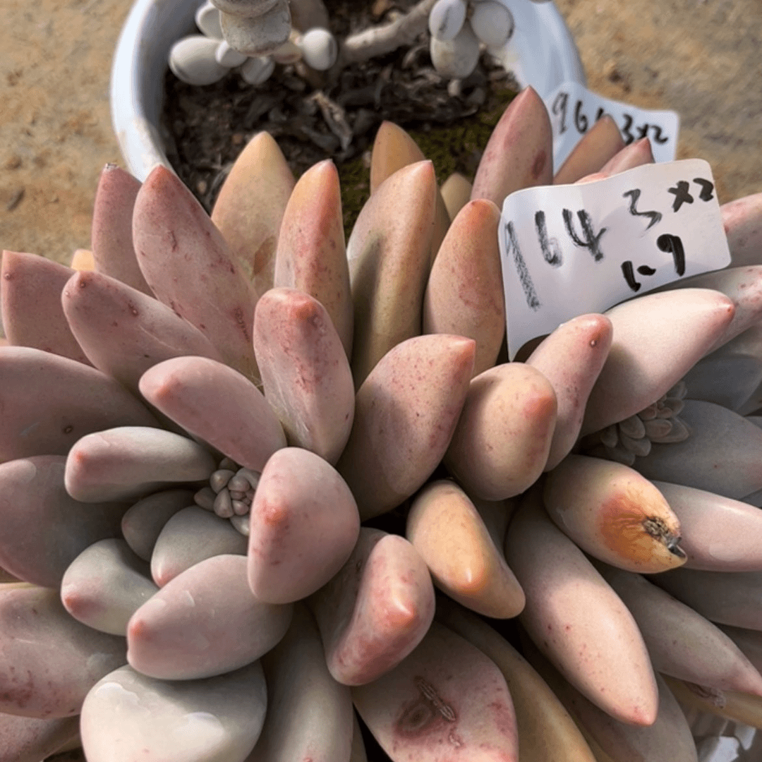 【闪购商品】平**乐组合2