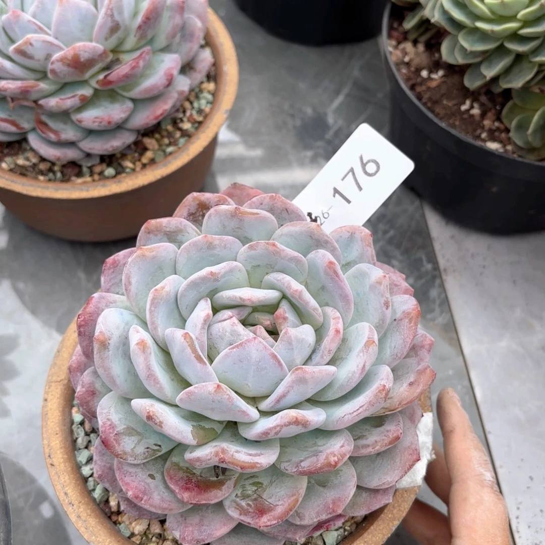 同温层多肉雪天使176