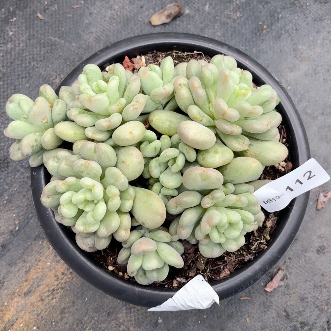 19112比尔盖茨同温层花卉